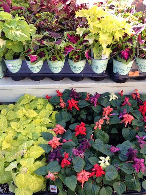 How To Choose Colorful Annuals For Your Balcony