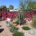 How To Choose Drought-Tolerant Plants For Your Balcony