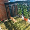 How to Choose Pet-Friendly Plants for Balconies