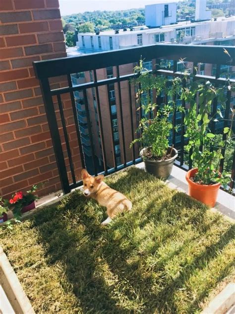 How to Choose Pet-Friendly Plants for Balconies