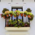 How To Choose Plants Based On Your Balcony Exposure