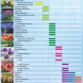 How To Choose Plants That Bloom At Different Times