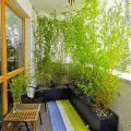 How to Choose Plants for Balcony Privacy