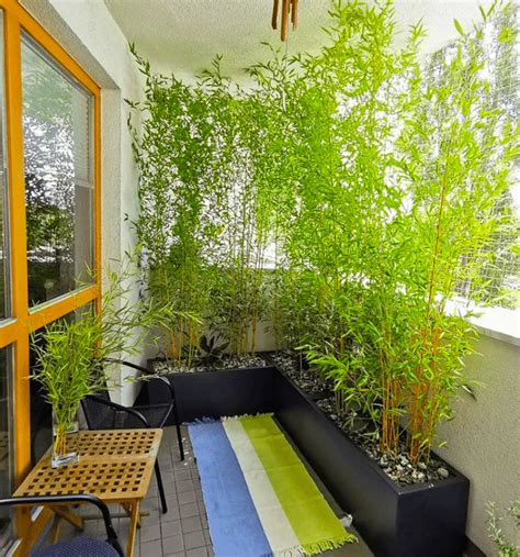 How To Choose Plants For Balcony Privacy