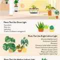 How To Choose Plants For Different Sunlight Conditions