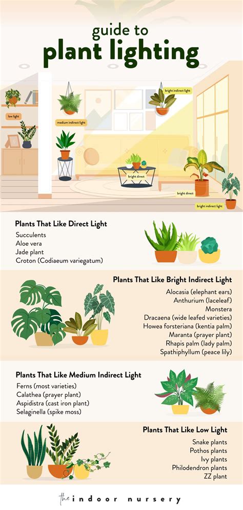 How To Choose Plants For Different Sunlight Conditions