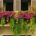 How To Choose Plants For A Balcony With Limited Light