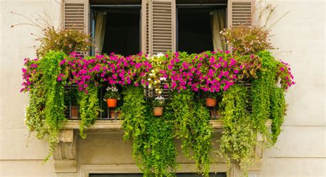 How To Choose Plants For A Balcony With Limited Light