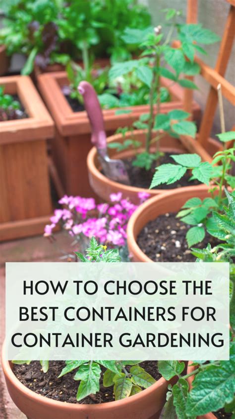 How to Choose the Best Containers for Your Plants