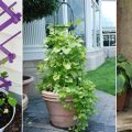 How To Choose The Best Trellises For Balcony Plants