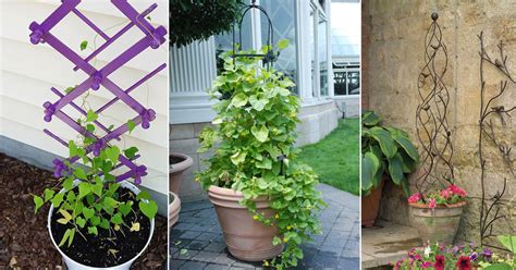 How To Choose The Best Trellises For Balcony Plants