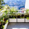 How To Choose The Right Balcony Plants For You