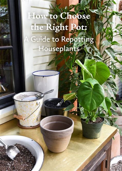 How To Choose The Right Pots For Your Plants