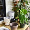 How To Choose The Right Pots For Your Plants