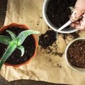 How To Choose The Right Soil For Balcony Plants