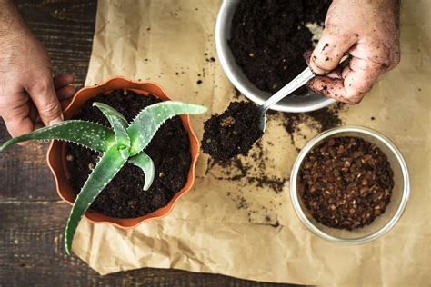 How To Choose The Right Soil For Balcony Plants