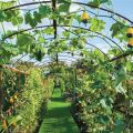 How To Choose The Right Trellis For Climbing Plants