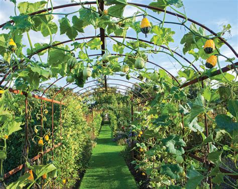 How To Choose The Right Trellis For Climbing Plants