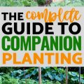 How To Combat Balcony Plant Pests Using Companion Planting