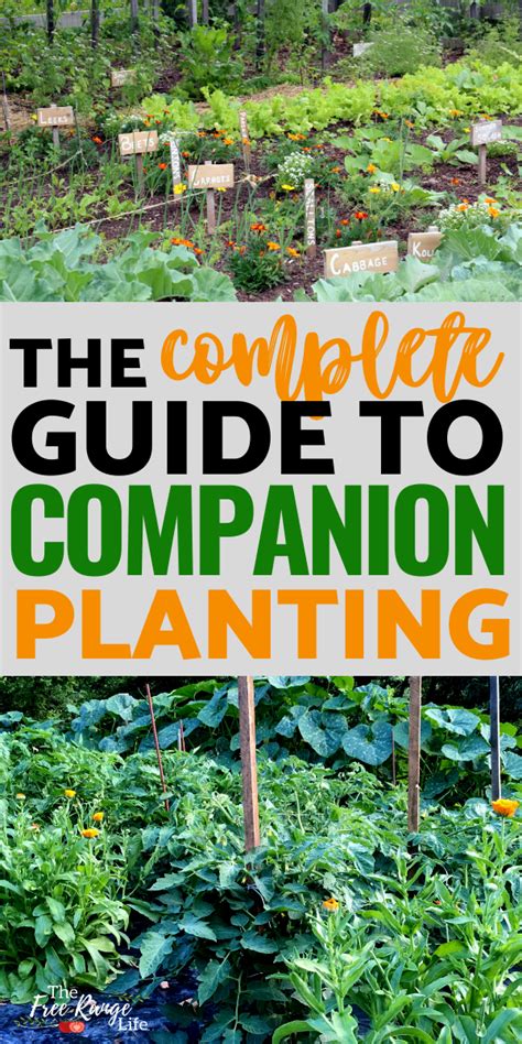 How To Combat Balcony Plant Pests Using Companion Planting