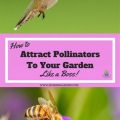 How to Create a Balcony Garden That Attracts Pollinators