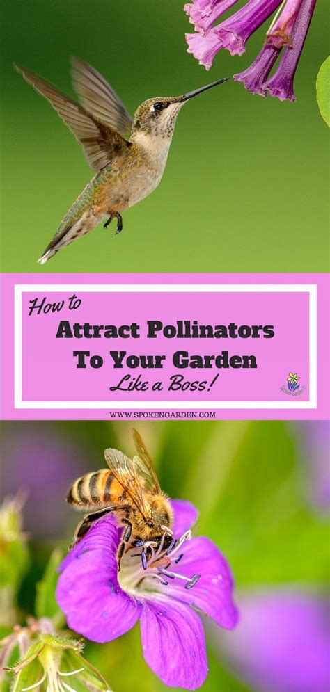 How to Create a Balcony Garden That Attracts Pollinators