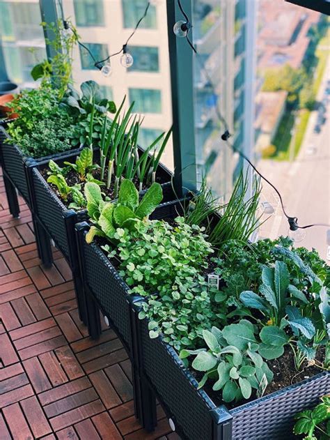 How To Create A Colorful Herb Garden On Your Balcony