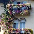 How To Create A Lush Balcony With Climbing Plants