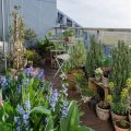 How To Create A Plant-Friendly Balcony Environment