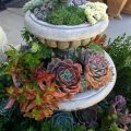 How To Create A Themed Succulent Balcony Garden