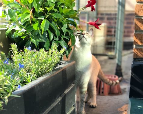 How To Create A Wildlife-Friendly Balcony Garden