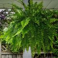 How To Cultivate Beautiful Ferns On Your Balcony