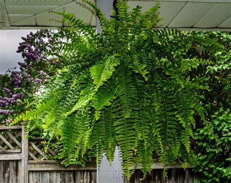 How To Cultivate Beautiful Ferns On Your Balcony