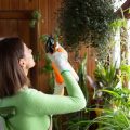 How To Deal With Balcony Plant Diseases