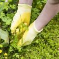 How To Deal With Weeds In Your Balcony Garden