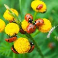 How To Encourage Beneficial Insects In Your Balcony Garden