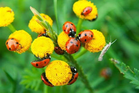 How To Encourage Beneficial Insects In Your Balcony Garden