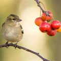 How To Encourage Birds To Visit Your Balcony Garden