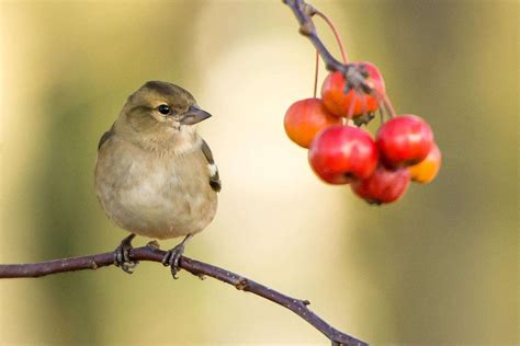 How To Encourage Birds To Visit Your Balcony Garden