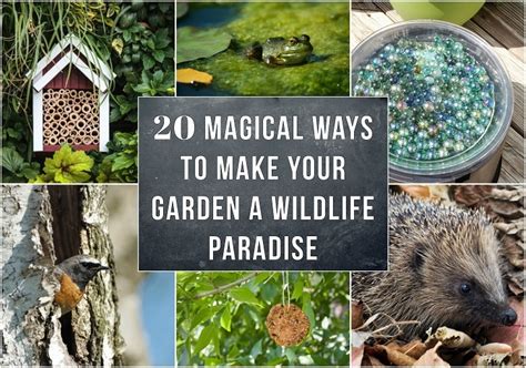 How To Encourage Wildlife In Your Balcony Garden