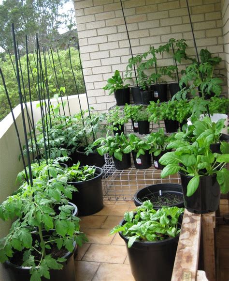 How To Enjoy Fresh Herbs All Year On Your Balcony