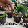 How To Fertilize Balcony Plants For Growth