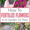 How To Fertilize Your Balcony Plants