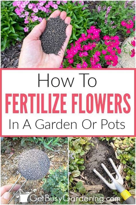 How To Fertilize Your Balcony Plants