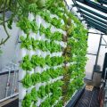 How To Grow Balcony Plants Using Hydroponics