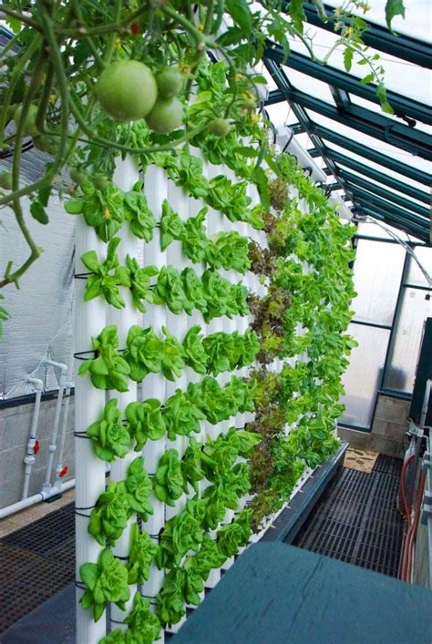 How To Grow Balcony Plants Using Hydroponics