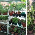 How to Grow Balcony Plants Without Direct Sunlight