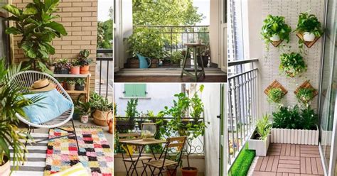 How to Grow Balcony Plants in Limited Light