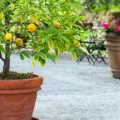 How To Grow Citrus Trees On Your Balcony