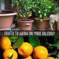 How To Grow Delicious Fruits On Your Balcony